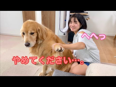 姉のイタズラに対してマジで嫌な顔をする大型犬クッキー【ゴールデンレトリバーとミニチュアダックスフンド】