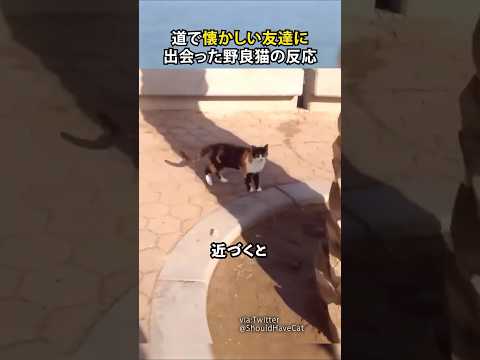 道で懐かしい友達に出会った野良猫の反応