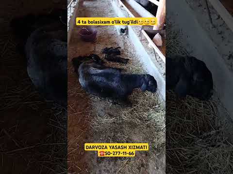 #rek #biznes #chorva #edilbay #buqalar #simental #yangi #fargona #darvoza #buqaboqish