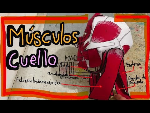 Músculos del Cuello Maqueta de Papel