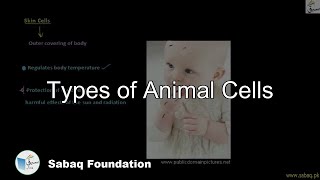 Types of Animal Cells