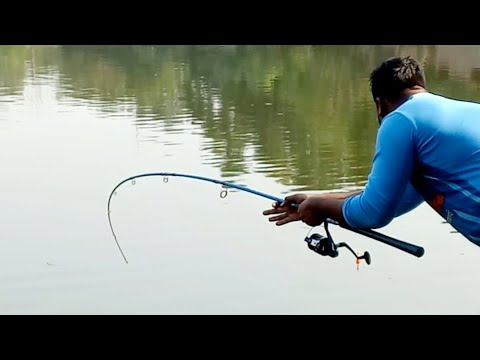 Big rohu fish hunting by angler using fishing rod