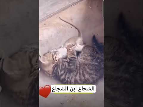 عندنا القطط تهرب من الفار #قط_وفار #اكسبلور #سكربت #ضحك #كوميديا