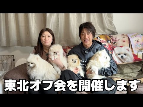 【ご報告】4姉妹ポメラニアンに会いたい方は見てくださいね！