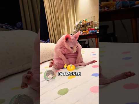 ๐ฑ Gatto panzone (PARTE 36)