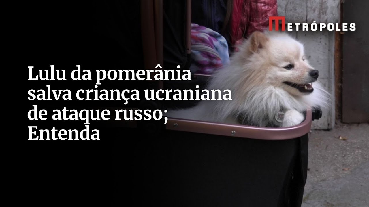 Lulu da pomerânia salva criança ucraniana de ataque russo Entenda