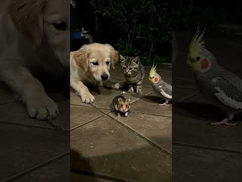 Tiny Firefly Lights Up the Night Adventure! 🌌🐹🐱