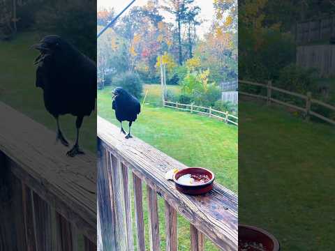 P2. Crows Finish Up Sunny Egg