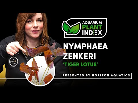 Tiger Lotus Aquarium Care – How to Grow This Sho Welcome to Aquarium Plant Index! In this episode, we explore the Tiger Lotus, also known as Nymphaea