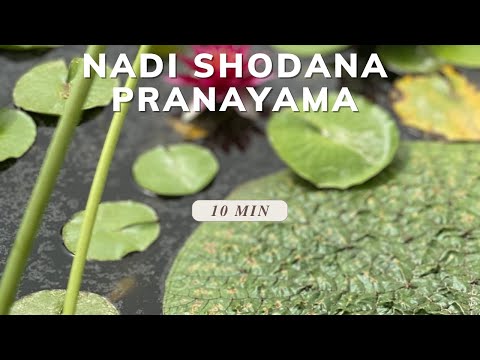 Nadi Shodana Pranayama – Riequilibra il tuo respiro interiore 🌿