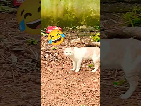 #cat#pets#cute#funny#comedy#sound#effects#shorts#youtube#trending#viral#Pls Subscribe💗#