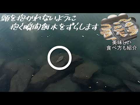 サイトで乗せる良型エギング!美味しい食べ方も紹介@釣りに行こうか