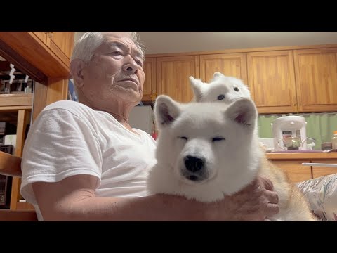 大好きなじいちゃんに満足げな顔で包まれる柴犬 サムネイル