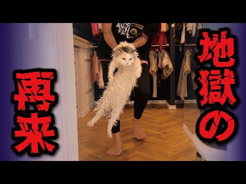 猫の動画サムネイル - 完全に終わったと思ってた地獄の続きに絶望する猫【関西弁でしゃべる猫】【猫アテレコ】