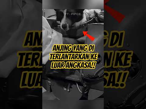 Laika: Anjing yang dikirim untuk mati. Pahlawan atau korban? ππ #Laika #Sejarah #Fakta #luarangkasa