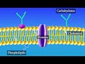 Exploring Cell Membrane Structure and Function