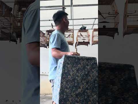 Vuông cf lần 3 đã thi vô top 1 lần bổi mùa đầu lông mới xòe mềm 🌾êm