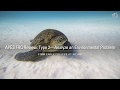 AP Environmental Science FRQ Strategies