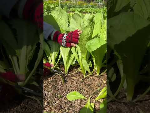 Cải bẹ xanh - Rạng Đông Seeds #hatgiongrangdong #rangdongseeds