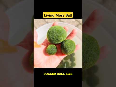 Marimo Moss Ball #nature