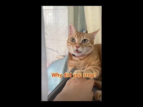 Why did you stop#cat #funny #cute #shorts #subscribe