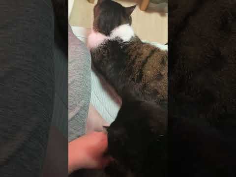 今はこういうのを猫ハラと言うのか?#shorts