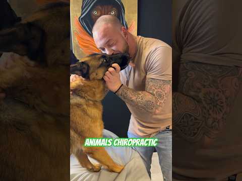 Animals Chiropractic 💚💚💚💚#foryou #animals #chiropractic #dogs #asmr #germany #dogshorts #love