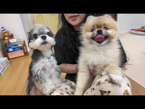 우는 친구 달래주는 강아지ㅋㅋㅋㅋ