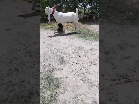 Big 3 Gulabi Goats for Adoption #shorts
