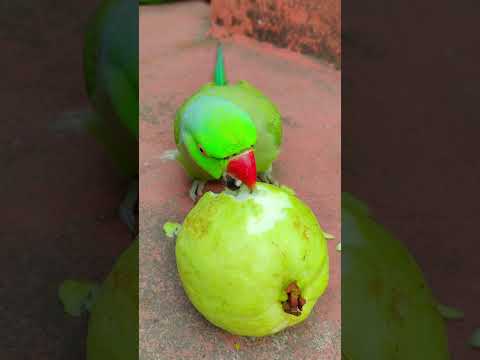 mithu ko bhuk lagi 💚🦜 #petbird #funny #talkingparot #funny #nonstoptalkingparrot #shortvideo #reels