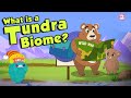 Tundra Biome Adaptations and Characteristics