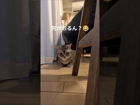 猫の動画サムネイル - アメショーのラッテ#猫と暮らす家 #猫との暮らし #アメリカンショートヘア #アメショ ＃猫