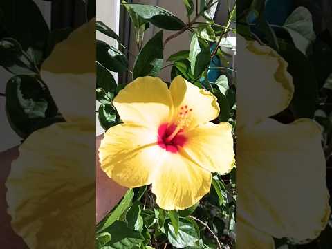 25.10.23私の身長よりも高く😆ハイビスカス🌺💛❤️🎵✨