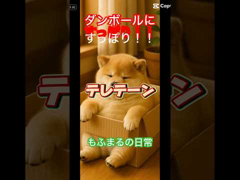 ダンボールが落ち着くのよね…🐶❤️本日は上機嫌です🐶ぽっちゃり柴犬もふまるの日常🐶❤️ #柴犬 #癒し #癒し動画 #かわいい #おもしろ #犬 #もふまる