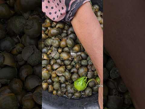 Organic Food for Ducks: Fresh Snail Harvest in Village #shorts #duckfood