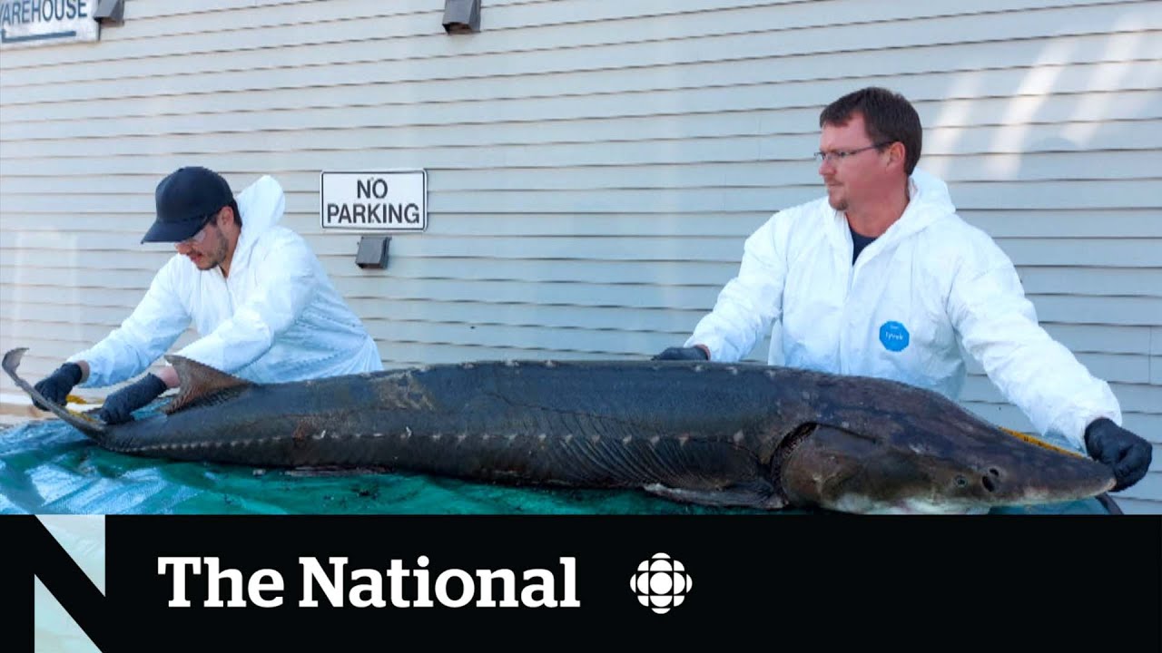 Scientists Race to Uncover what’s killing B.C. Sturgeon