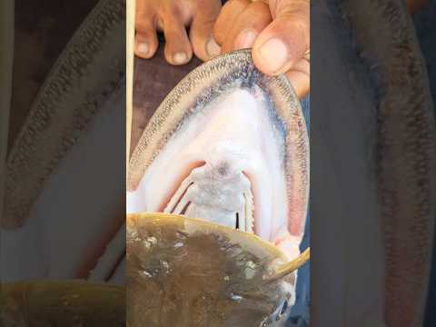 শীতকালের প্রথম প্রথম বল মাসের শিকার অদ্ভুত মাছ ধরা 😮🐠 || আজকের মাছধরা খুবই মজাদার 😍 #fishing