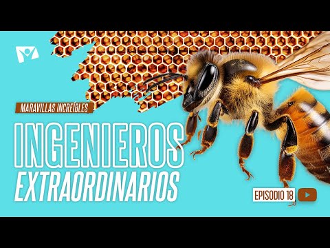 INGENIEROS EXTRAORDINARIOS 🐝 Maravillas Increíbles 18