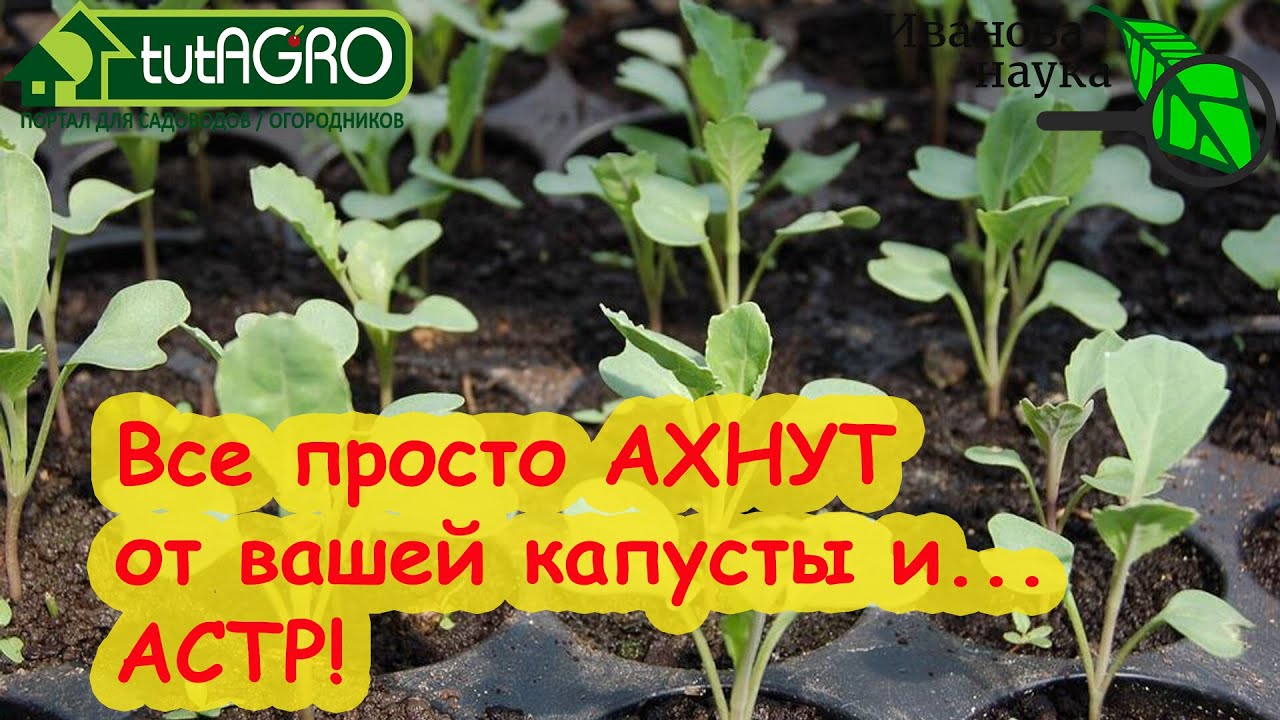 Все ахнут от вашей капусты и. Астр! Положите это в лунку при посеве семян капусты, астр, циний.