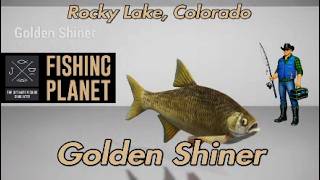 Golden Shiner Rocky Lake Colorado Fishing Planet Guide