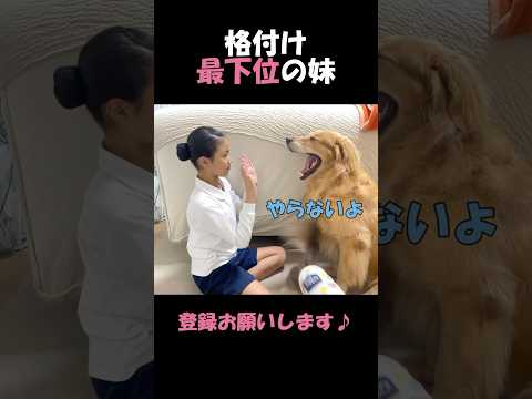 格下妹にはめちゃくちゃ反抗的すぎる大型犬クッキー#goldenretriever #dog #箱入りクッキーはゴールデンレトリバー