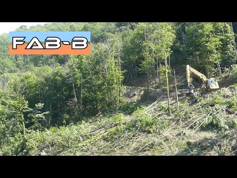 Abattage d'une forêt (Time lapse et plans rapprochés)