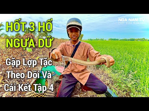 Săn Bắt Rắn Miền Tây Thăm Bẫy Rắn Hốt 3 Hổ Ngựa Hung Dữ Toàn Gặp Lợp Tặc Rắn Tặc Tập 4/NGÃ NĂM TV