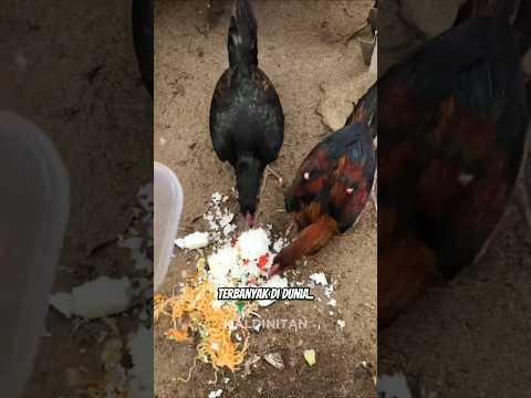 GILA ! NEGARA INI SUKA BUANG NASI