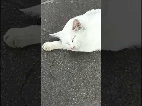 NATIONAL CAT DAY SPOTTED | a cute & delicate white CAT #fyp #catshorts #catsofyoutube #meowing #meow