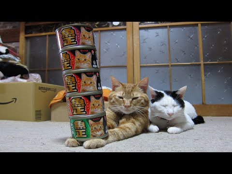 猫の動画サムネイル - かご猫LIVE配信　2025年06月28日