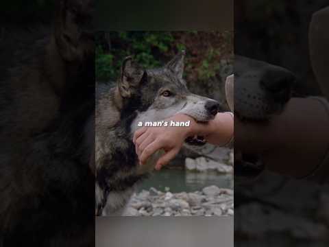 #shorts A man voluntarily puts his hand in a wolf's mouth.👀👀👀 poster