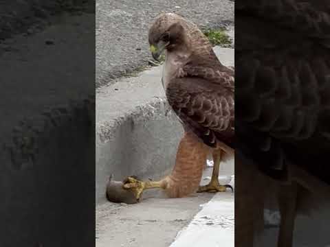 Easiest Meal Of This Hawk's Life