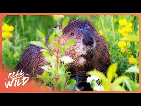 The River of Life: The Incredible Wildlife of River Danube