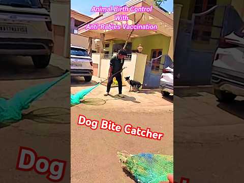 Dog Bite Catcher in Davanagere #dog #dogwithpublicsafety #attack #ytshortsindia #catch